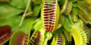 Como tornar sua casa um habitat ideal para plantas carnívoras
