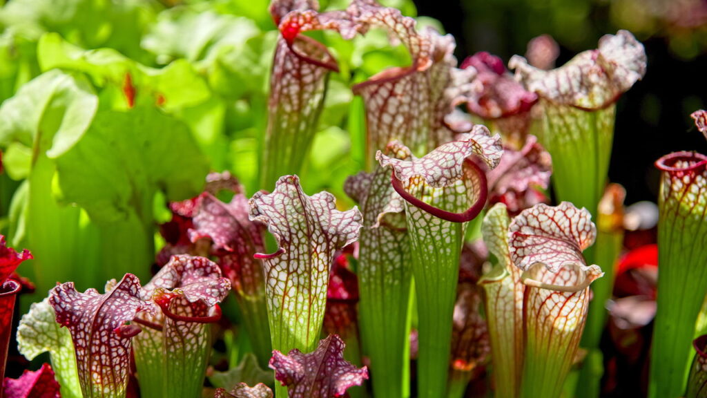 Como tornar sua casa um habitat ideal para plantas carnívoras