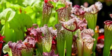 O que acontece quando plantas carnívoras crescem para caçar presas maiores?