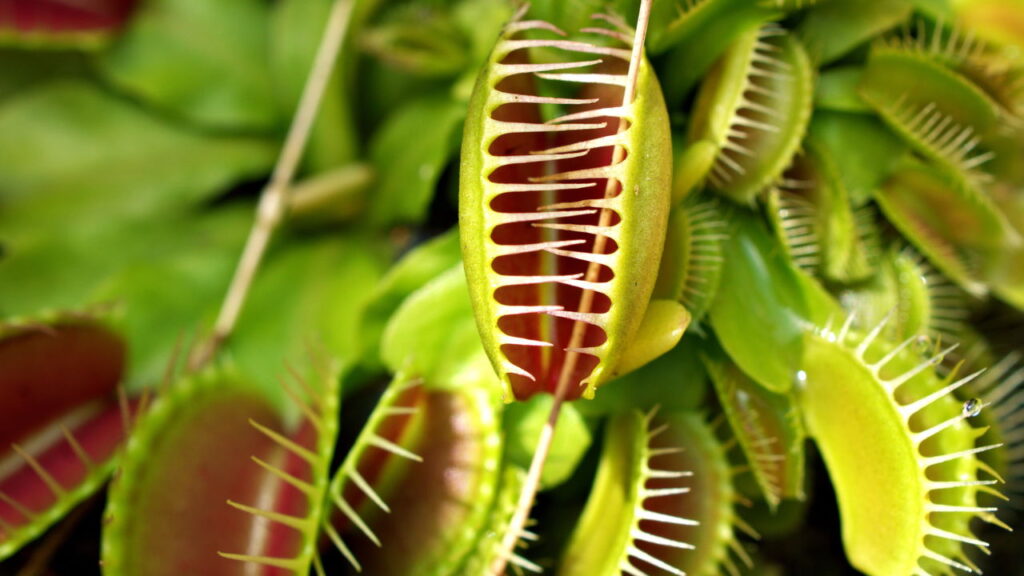 O que acontece quando plantas carnívoras crescem para caçar presas maiores?