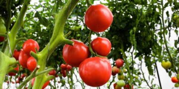 Passo a passo para cultivar tomate cereja em sua horta