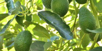 O segredo para plantar abacates frescos e nutritivos em casa