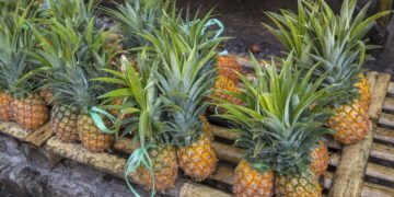 Passo a passo para colher abacaxis grandes e doces em casa