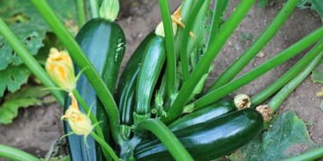Aprenda a cultivar abobrinha no quintal ou em vasos