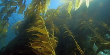 Conheça as algas que podem mudar o futuro da alimentação