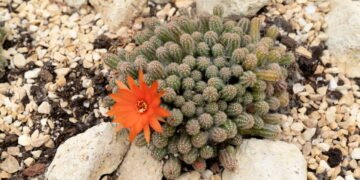 O truque simples que deixa qualquer cacto mais bonito e saudável