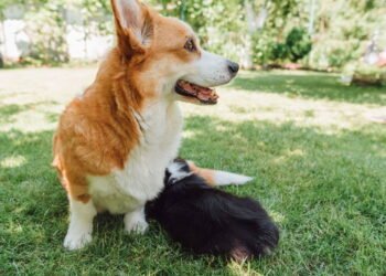 Faça do seu jardim um local especial e seguro para seus pets com essas dicas