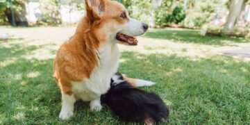 Faça do seu jardim um local especial e seguro para seus pets com essas dicas