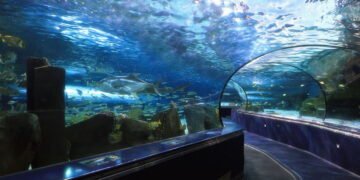 Os melhores aquários do Brasil que você precisa visitar
