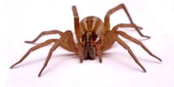 Chegada das aranhas em casa aumenta em setembro, veja o motivo