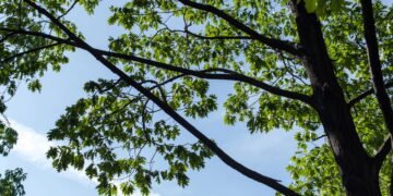 Aprenda a cultivar embu no seu quintal com essas dicas simples