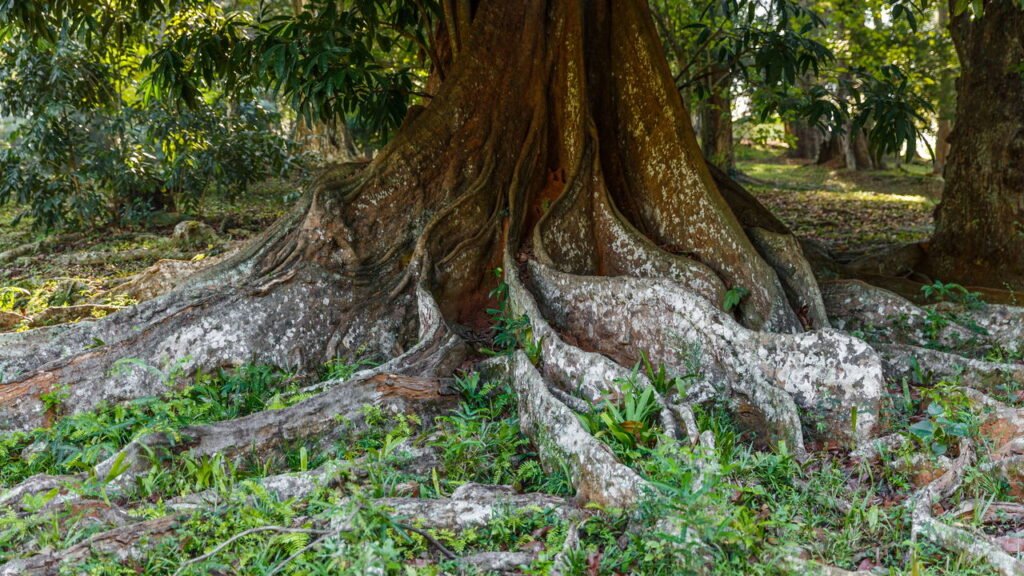 O segredo que permite a algumas árvores viverem mais de 5.000 anos