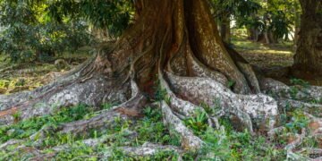 O segredo que permite a algumas árvores viverem mais de 5.000 anos