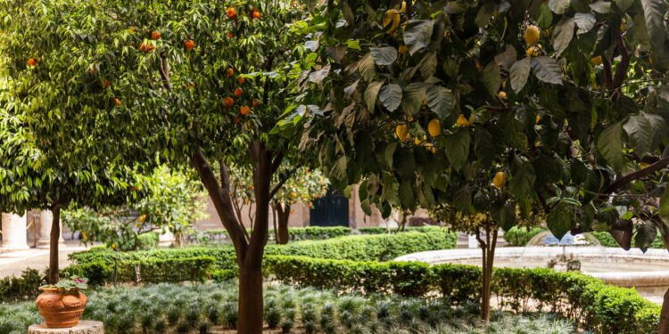 O passo a passo fácil para cultivar tangerina no quintal