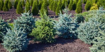 5 árvores pequenas perfeitas para transformar seu jardim em um refúgio verde