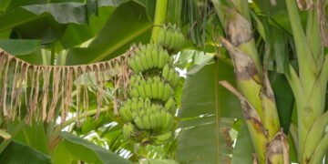 O Guia Definitivo para Ter Bananas Saborosas em Casa Créditos: depositphotos.com / tampatra@hotmail.com