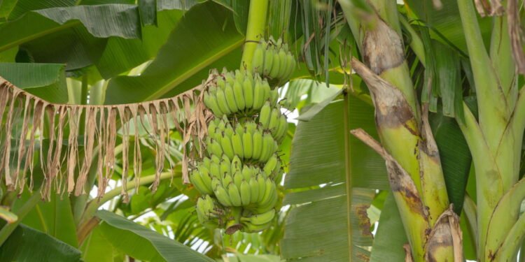 O Guia Definitivo para Ter Bananas Saborosas em Casa Créditos: depositphotos.com / tampatra@hotmail.com