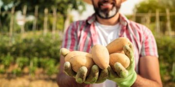 Aprenda a cultivar batata em casa e economize nas feira no mês