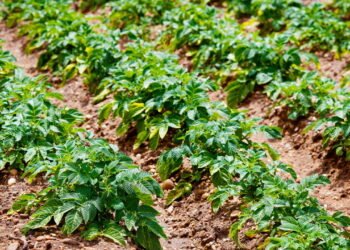 Aprenda a cultivar batata em casa e economize nas feira no mês