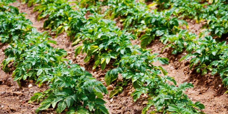 Aprenda a cultivar batata em casa e economize nas feira no mês