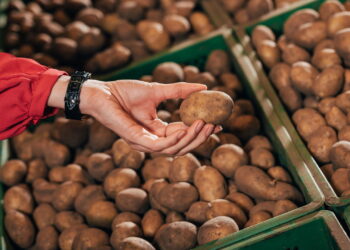 Você nunca mais vai querer comprar batatas depois de tentar isso