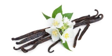 Aprenda a plantar baunilha em vaso e tenha seu próprio aroma natural