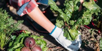 Aprenda a plantar vegetais que melhoram a circulação e protegem o coração