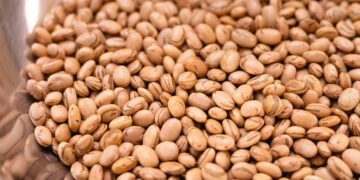 Poucos brasileiros sabem como plantar feijão do jeito certo