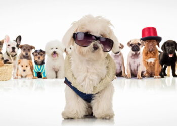 Como a moda pet se tornou um mercado bilionário