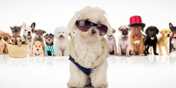 Como a moda pet se tornou um mercado bilionário