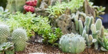 O truque simples que deixa qualquer cacto mais bonito e saudável