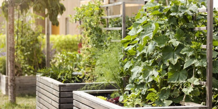 O que plantar em canteiros elevados? Veja as melhores hortaliças e flores