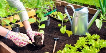 Essas são as plantas que estão combatendo a poluição no solo e na água