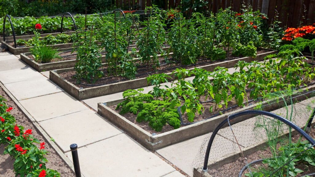 O que plantar em canteiros elevados? Veja as melhores hortaliças e flores