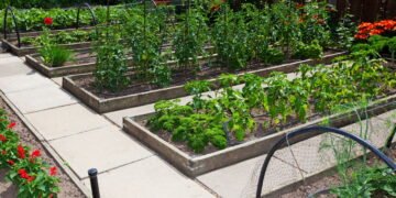 O que plantar em canteiros elevados? Veja as melhores hortaliças e flores