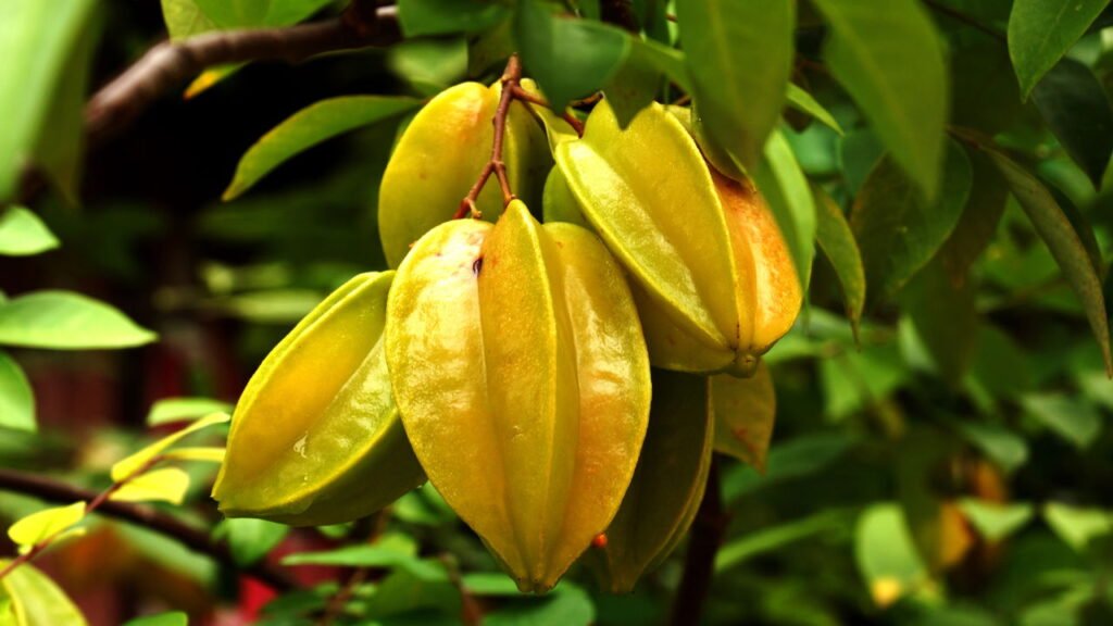Como regar e adubar a carambola da forma correta