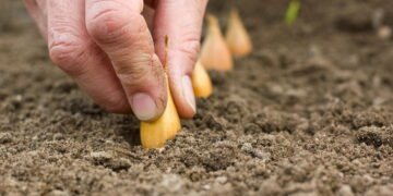 Créditos: depositphotos.com / coramueller