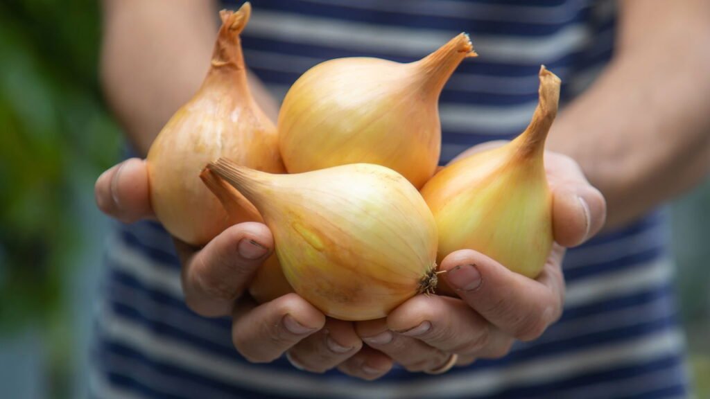 Veja como cultivar cebola em qualquer espaço e economizar na cozinha