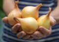 Veja como cultivar cebola em qualquer espaço e economizar na cozinha