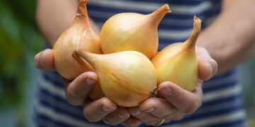 Veja como cultivar cebola em qualquer espaço e economizar na cozinha