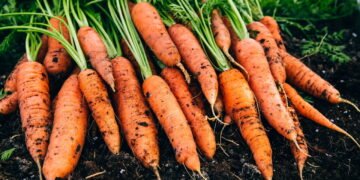 O melhor método para plantar cenouras em vasos ou no solo