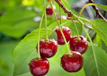 Como plantar cerejeiras e colher frutos deliciosos na sua casa