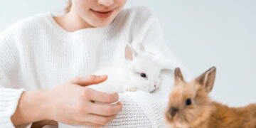 5 curiosidades sobre os coelhos que você provavelmente, não sabia