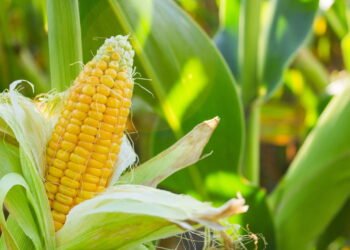 O segredo para plantar milho em casa e colher espigas perfeitas