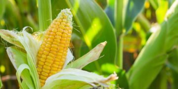 O segredo para plantar milho em casa e colher espigas perfeitas