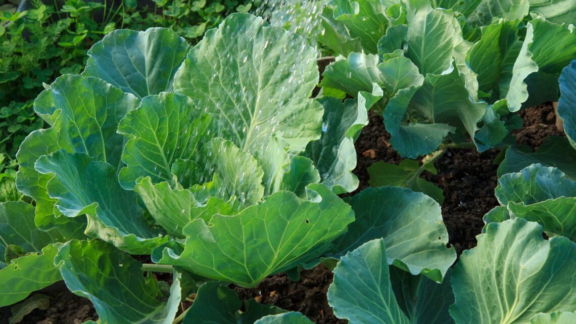 Veja como plantar couve e garantir colheita fresca toda semana
