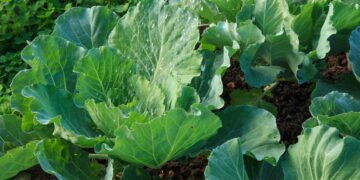 Como colher couve corretamente e manter a planta saudável