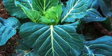 Plante couve em casa e economize com alimentos frescos e naturais