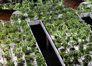 Esse novo método de cultivo pode garantir comida fresca o ano todo