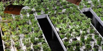 Esse novo método de cultivo pode garantir comida fresca o ano todo